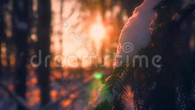 日落时分，近景雪花<strong>飘落</strong>在被阳光包围的杉树枝上